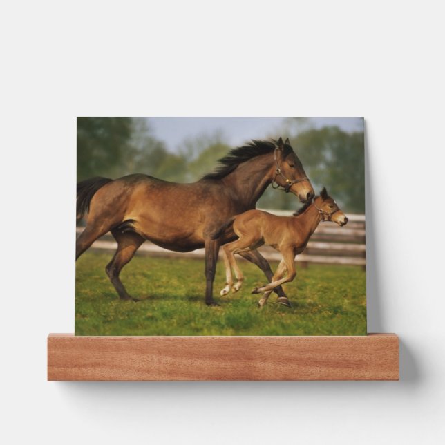 Thoroughbred Chestnut Mare & Foal Picture Ledge (Front)