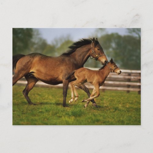 Thoroughbred Chestnut Mare  Foal Postcard