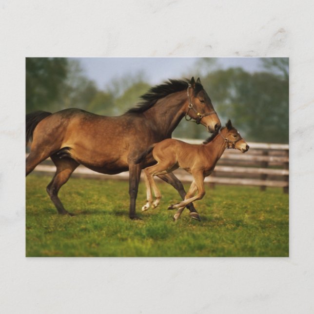 Thoroughbred Chestnut Mare & Foal Postcard (Front)