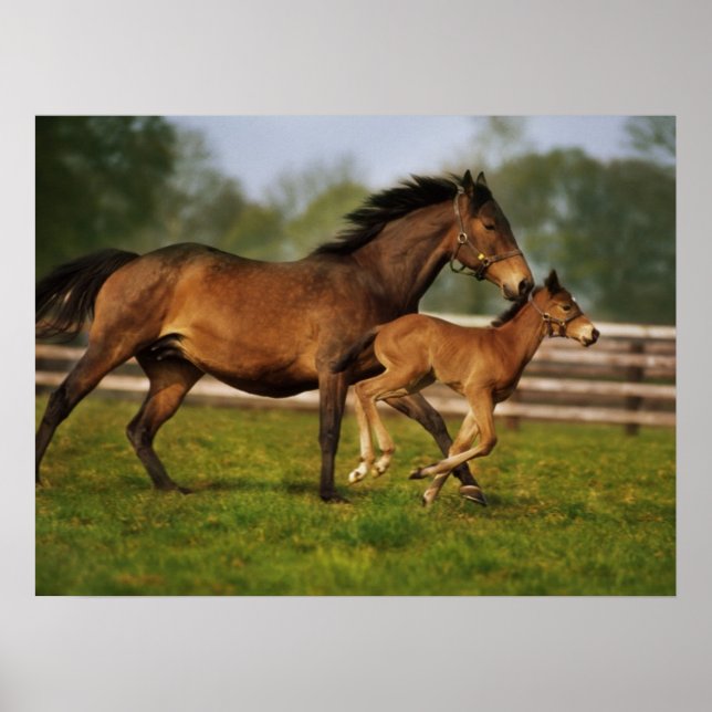 Thoroughbred Chestnut Mare & Foal Poster (Front)