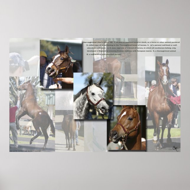 Thoroughbred Defined Poster (Front)