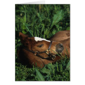 Thoroughbred Foal Lying Down (Front)