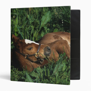 Thoroughbred Foal Lying Down 3 Ring Binder