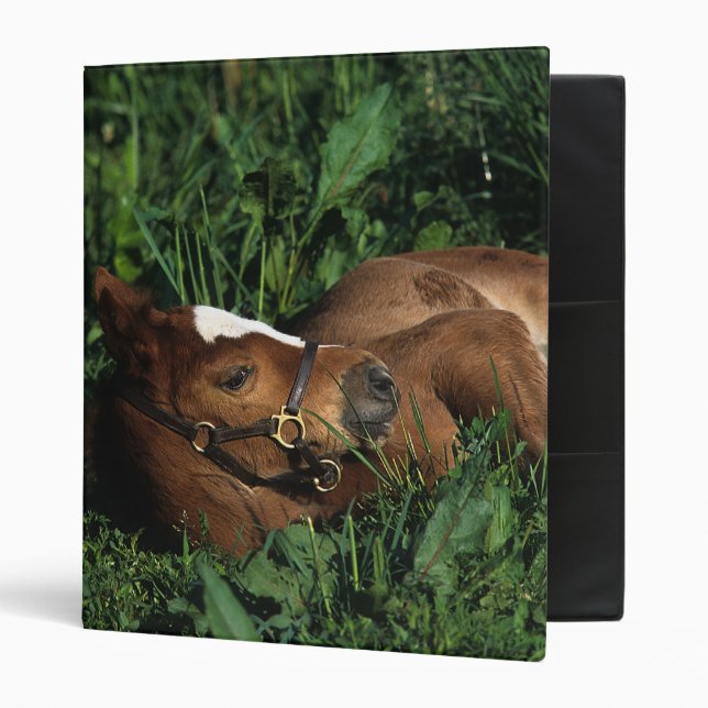 Thoroughbred Foal Lying Down 3 Ring Binder (Front/Inside)