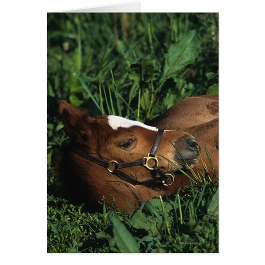 Thoroughbred Foal Lying Down Cards (Front)