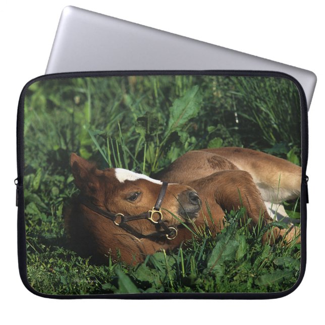 Thoroughbred Foal Lying Down Laptop Sleeve (Front)
