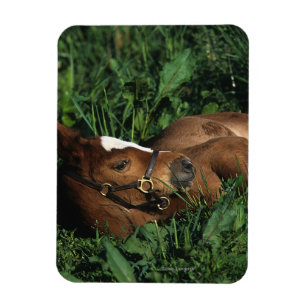 Thoroughbred Foal Lying Down Magnet