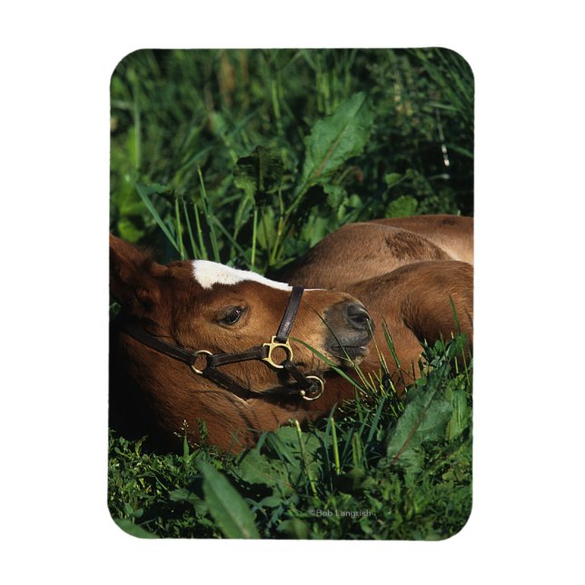 Thoroughbred Foal Lying Down Magnet (Vertical)