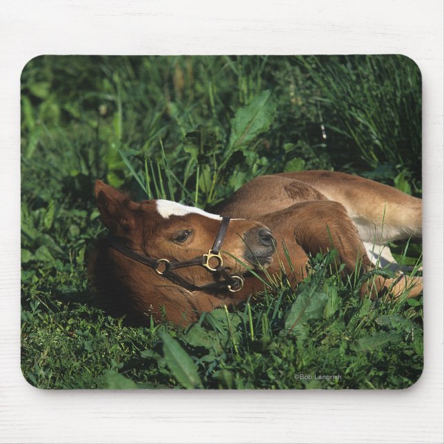 Thoroughbred Foal Lying Down Mouse Pad (Front)