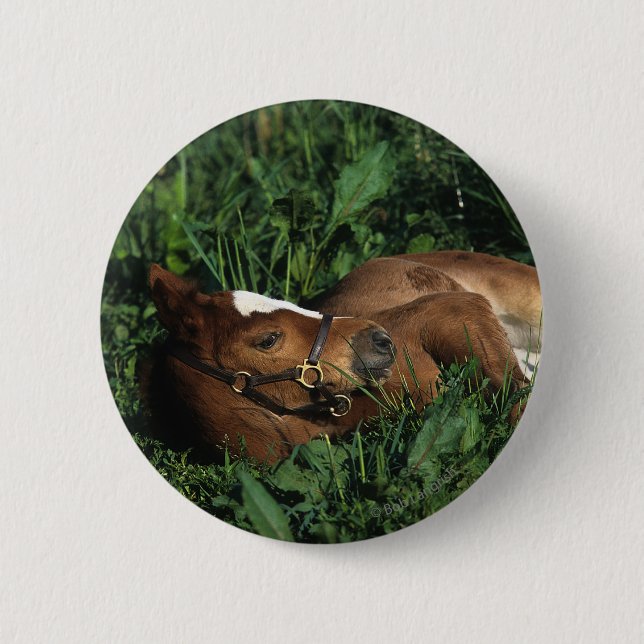 Thoroughbred Foal Lying Down Pinback Button (Front)
