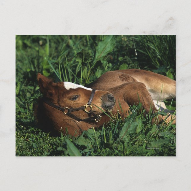 Thoroughbred Foal Lying Down Postcard (Front)
