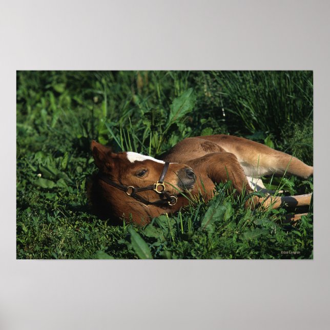 Thoroughbred Foal Lying Down Poster (Front)