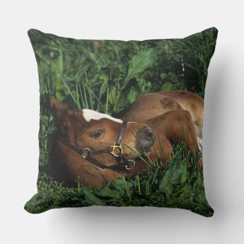 Thoroughbred Foal Lying Down Throw Pillow