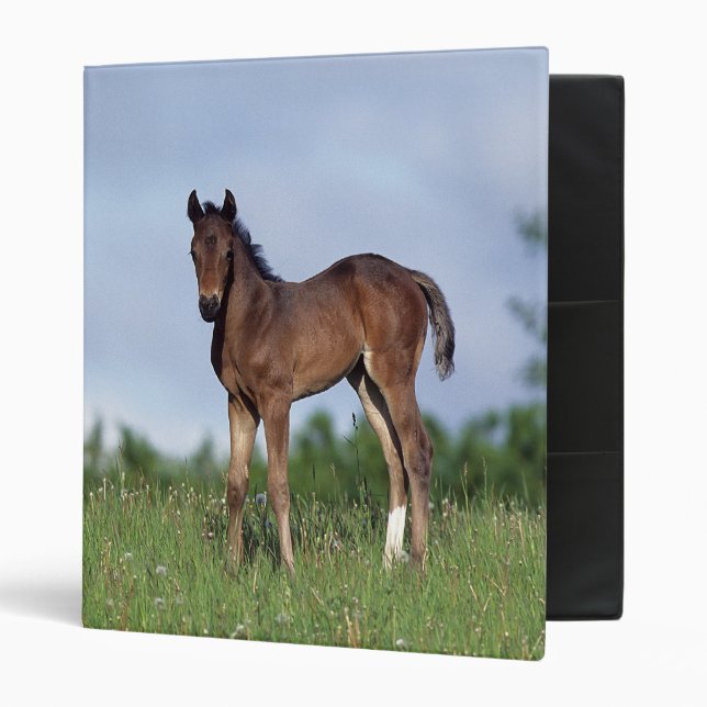 Thoroughbred Foal Standing in the Grass Binder (Front/Inside)