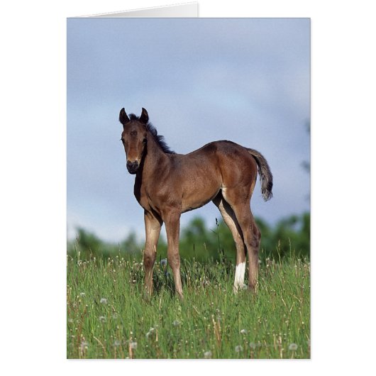 Thoroughbred Foal Standing in the Grass Cards (Front)