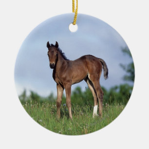 Thoroughbred Foal Standing in the Grass Ceramic Ornament