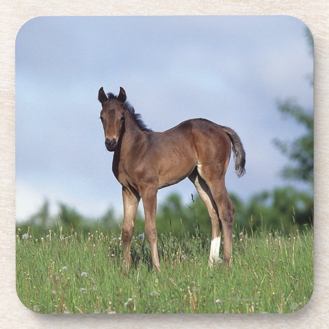 Thoroughbred Foal Standing in the Grass Coaster (Front)