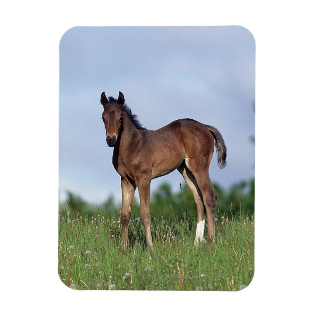 Thoroughbred Foal Standing in the Grass Magnet (Vertical)