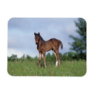 Thoroughbred Foal Standing in the Grass Magnet