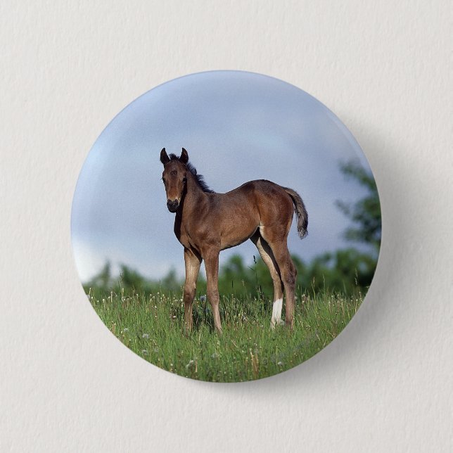 Thoroughbred Foal Standing in the Grass Pinback Button (Front)