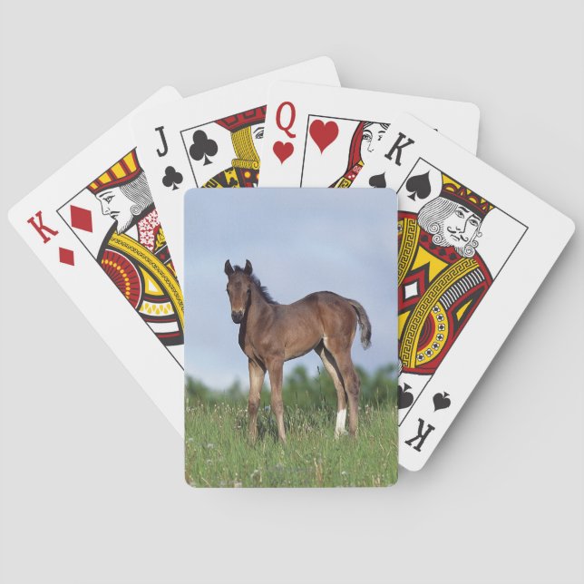 Thoroughbred Foal Standing in the Grass Poker Cards (Back)