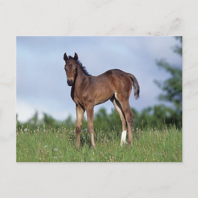 Thoroughbred Foal Standing in the Grass Postcard (Front)