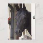 Thoroughbred Friesian Cross Postcard