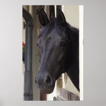 Thoroughbred Friesian Horse Poster by HorseStall at Zazzle