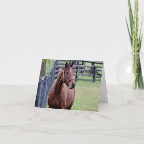 Thoroughbred horse blank note card