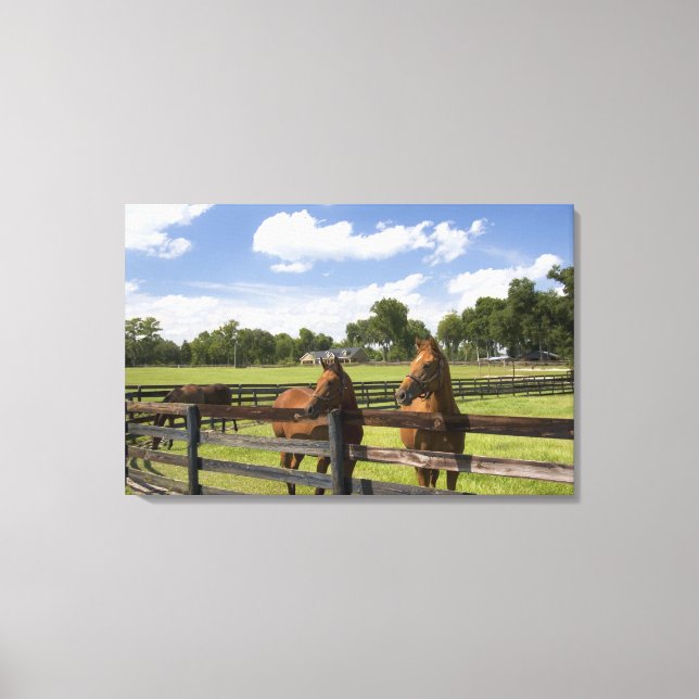 Thoroughbred horse farm in Marion County, Canvas Print (Front)