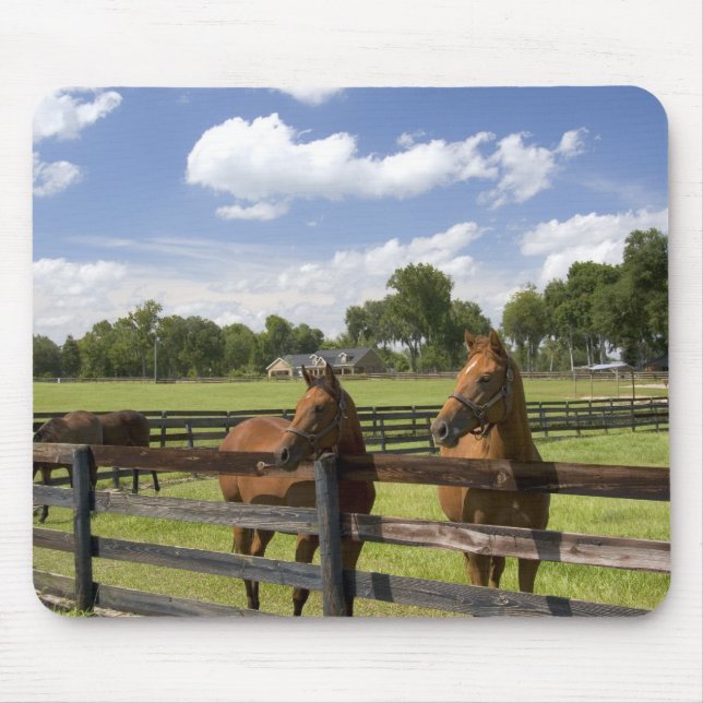 Thoroughbred horse farm in Marion County, Mouse Pad (Front)
