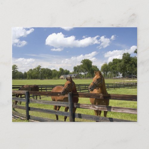 Thoroughbred horse farm in Marion County Postcard