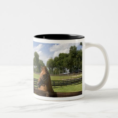 Thoroughbred horse farm in Marion County Two_Tone Coffee Mug
