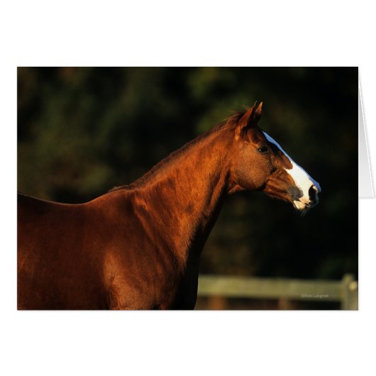Thoroughbred Horse Headshot (Front Horizontal)