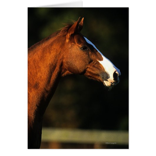 Thoroughbred Horse Headshot Cards (Front)