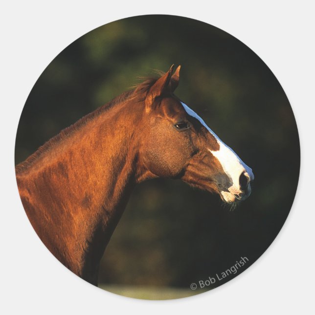 Thoroughbred Horse Headshot Classic Round Sticker (Front)