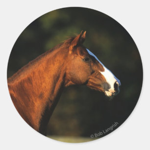 Thoroughbred Horse Headshot Classic Round Sticker