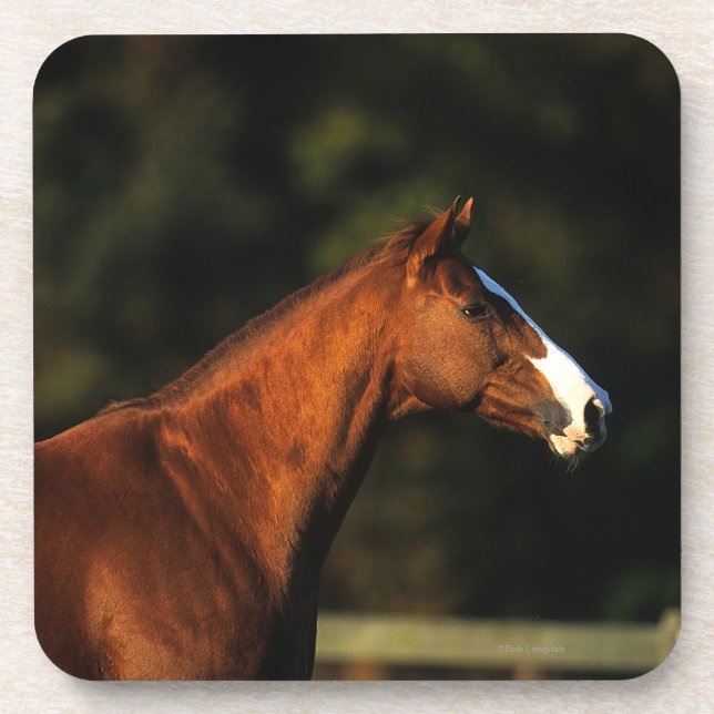 Thoroughbred Horse Headshot Drink Coaster (Front)