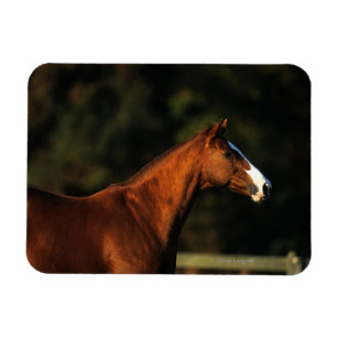 Thoroughbred Horse Headshot Magnet