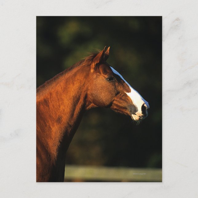 Thoroughbred Horse Headshot Postcard (Front)