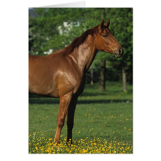 Thoroughbred Horse in Flowers Cards (Front)