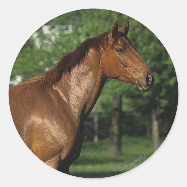 Thoroughbred Horse in Flowers Classic Round Sticker (Front)