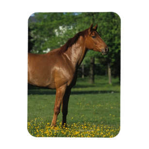 Thoroughbred Horse in Flowers Magnet