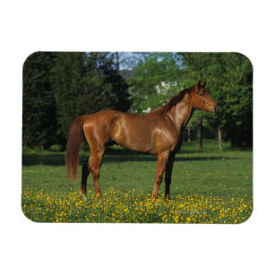 Thoroughbred Horse in Flowers Magnet