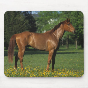 Thoroughbred Horse in Flowers Mouse Pad