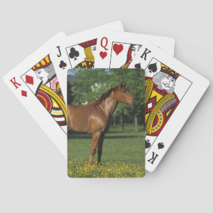 Thoroughbred Horse in Flowers Poker Cards