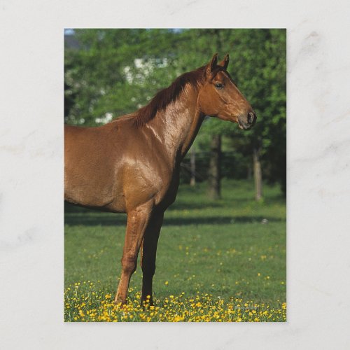 Thoroughbred Horse in Flowers Postcard