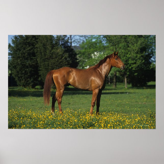 Thoroughbred Horse in Flowers Poster (Front)