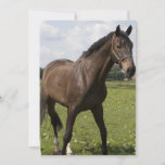 Thoroughbred Horse Invitation