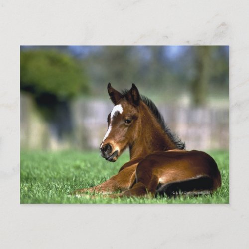 Thoroughbred Horse  Ireland Postcard